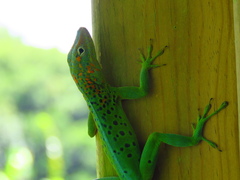 Leopard Anole photo 4