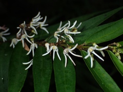 Pentasachme caudatum