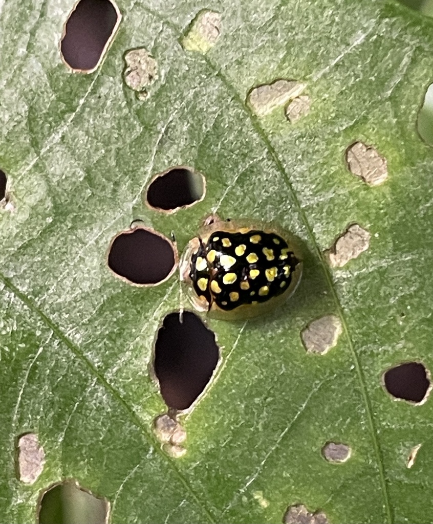 Chiridopsis marginepunctata