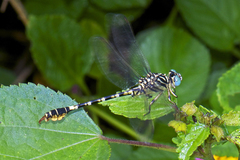 Paragomphus lineatus