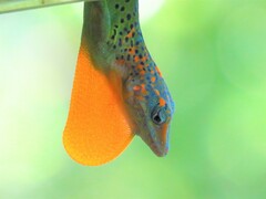 Leopard Anole photo 2