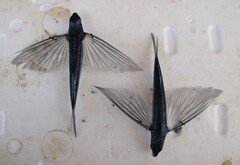Tropical Two-Wing Flyingfish photo 3