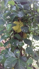 Artocarpus heterophyllus