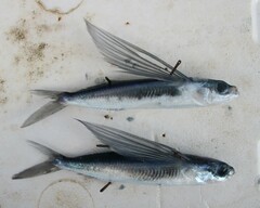 Tropical Two-Wing Flyingfish photo 2