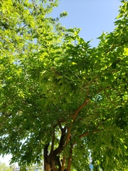 Maclura pomifera