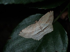 Calletaera dentata