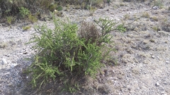 Citharexylum brachyanthum