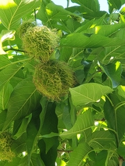 Maclura pomifera