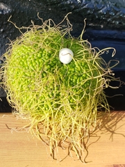 Maclura pomifera
