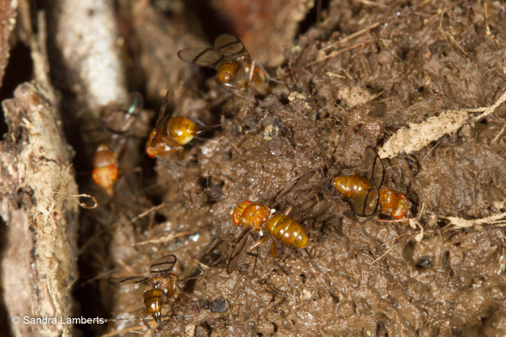 Epiplatea arcuata