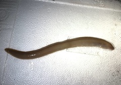 Palechin Moray photo 5