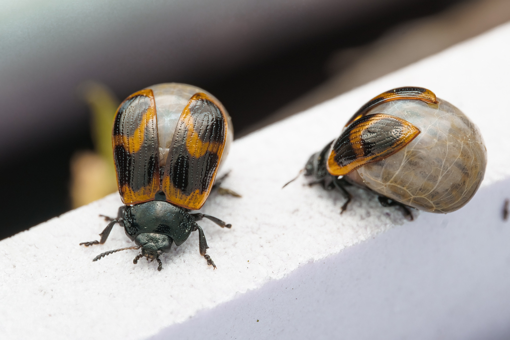 Gonioctena flexuosa