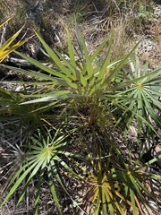 Coccothrinax argentata