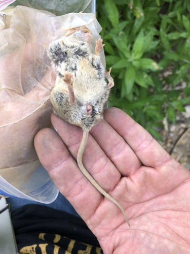 Cactus Mouse