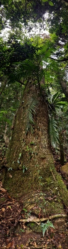 Bunya (Araucaria bidwillii)