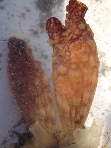Stalked Sea Squirt, photo 3 of 10