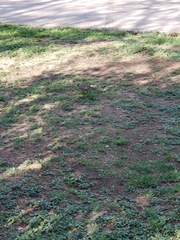 Turdus migratorius