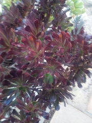 Aeonium