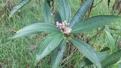 Miconia notabilis