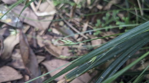 Carex arisanensis (Carex arisanensis)