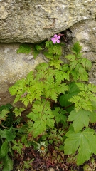 Geranium robertianum