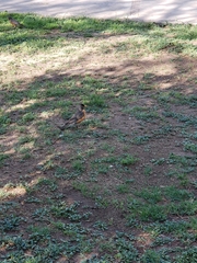 Turdus migratorius