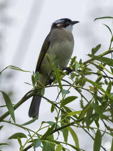 Light-vented Bulbul