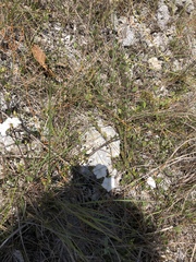 Jacquemontia curtissii