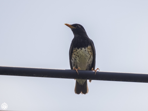 Japanese Thrush