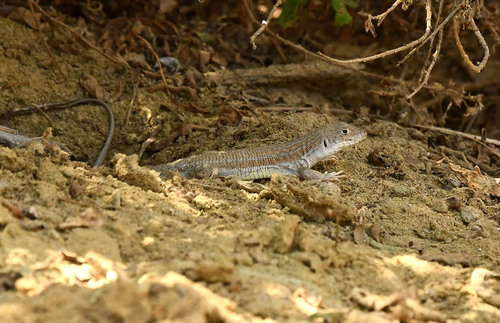 Bosc’s Fringe-toed lizard