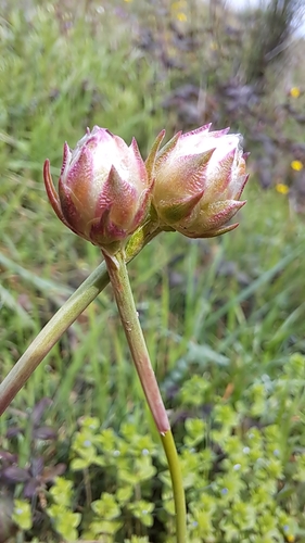 Image of Armeria arenaria by no rights reserved