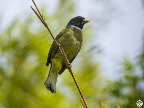 Collared Finchbill
