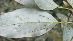 Neolitsea aciculata, photograph (c) Cheng-Te Hsu, some rights reserved (CC BY)