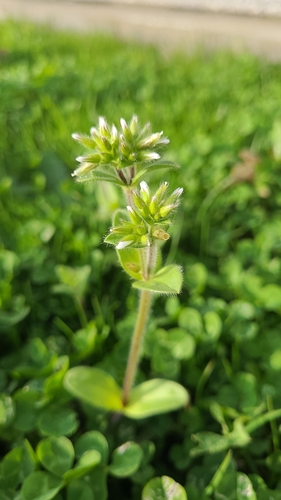 Cerastium glomeratum
