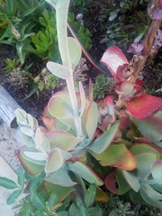 Kalanchoe