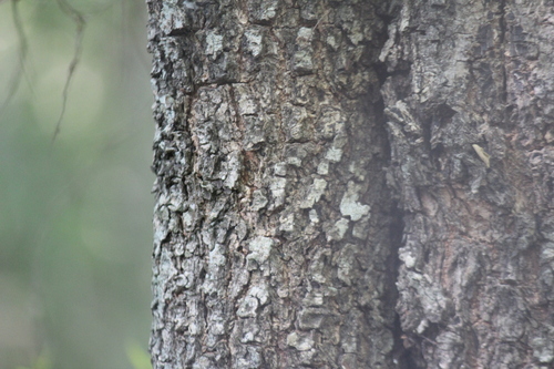 Image of Spirostachys africana by (c) Karen Eichholz, some rights reserved (CC BY)
