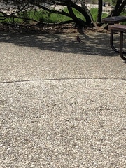 Cardinalis cardinalis