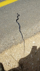 Dolichophis jugularis