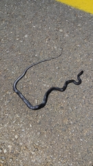 Dolichophis jugularis