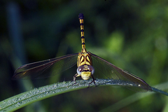 Paragomphus lineatus