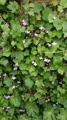 Cymbalaria muralis