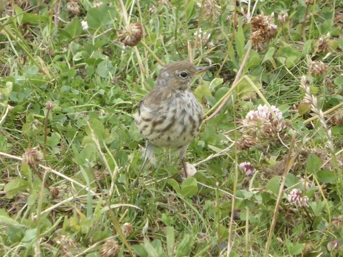 Bisbita alpino (Anthus spinoletta)