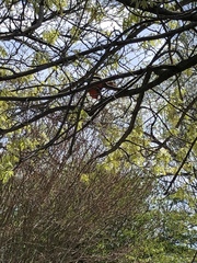 Cardinalis cardinalis