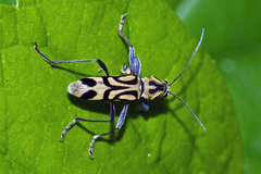 Chlorophorus annularis