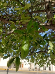 Quercus