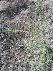 Condalia velutina