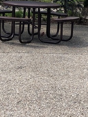 Cardinalis cardinalis