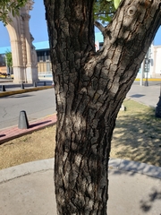 Quercus