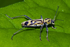 Chlorophorus annularis