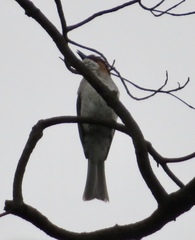 Hemixos castanonotus